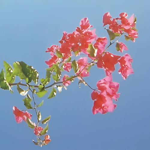 Redleaf